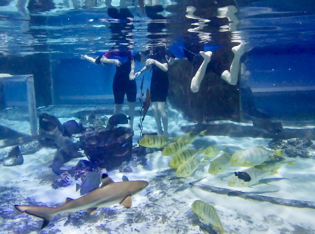 Black tip reef sharks in snorkel tank at SeaQuest