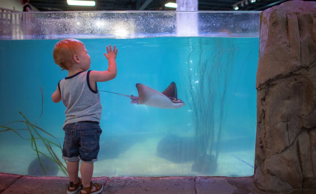 Toddler watches stingrays at SeaQuest