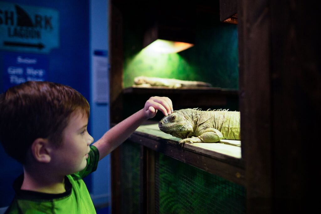 Kid petting iguanas at SeaQuest