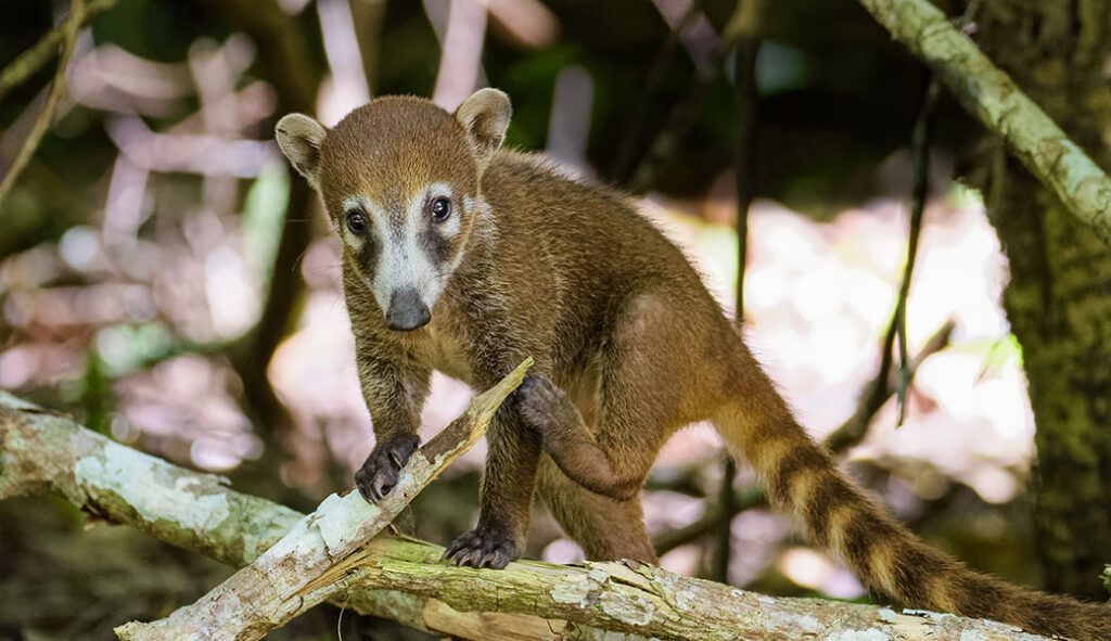 Coatimundi at SeaQuest