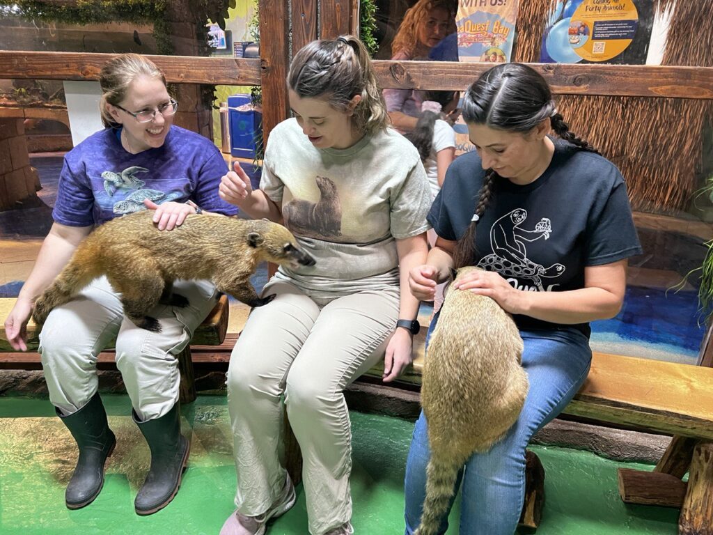 Guests encounter Coatimundis at SeaQuest