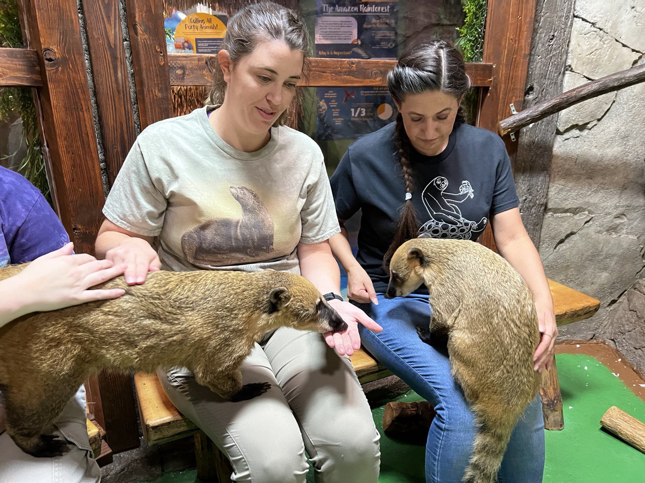 Guests with Coatimundis in Vegas