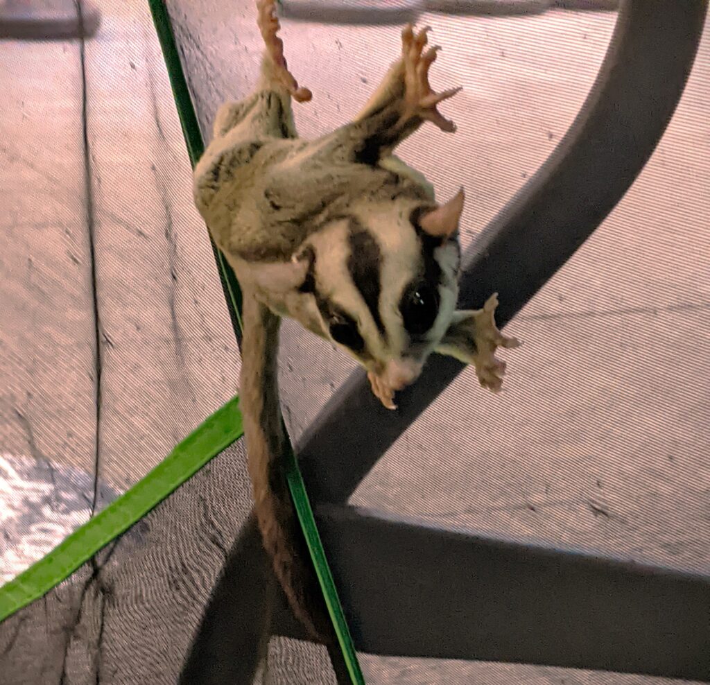 Sugar glider Ginny at SeaQuest 