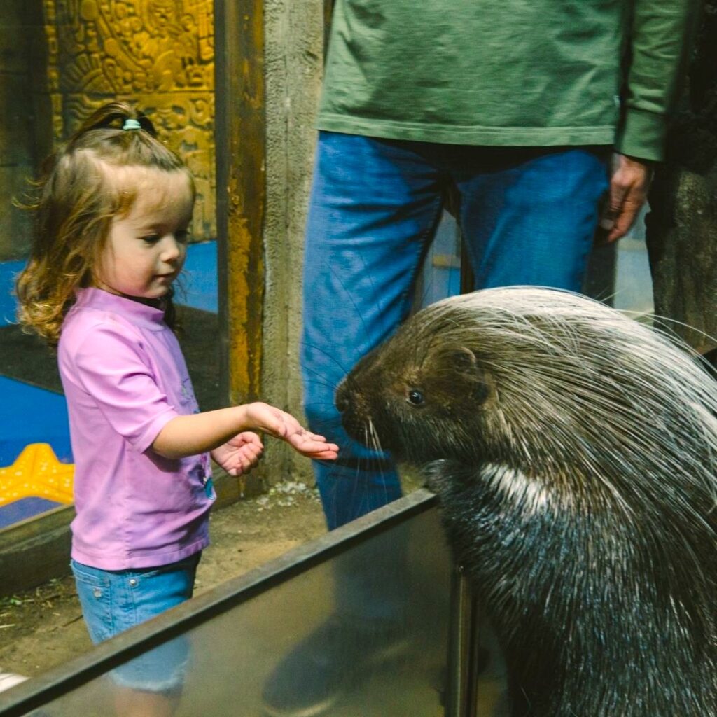 Girl pets porcupine at SeaQuest
