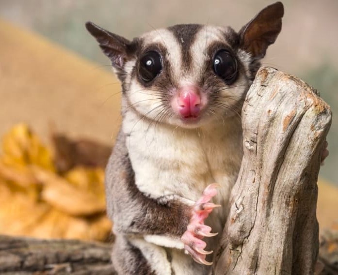 Little Sugar Glider at SeaQuest